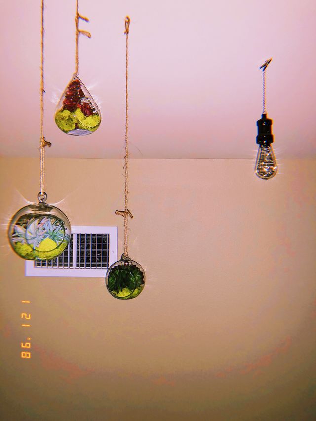 Foap Com Vintage Tinted Colorful Air Plants Hanging From A