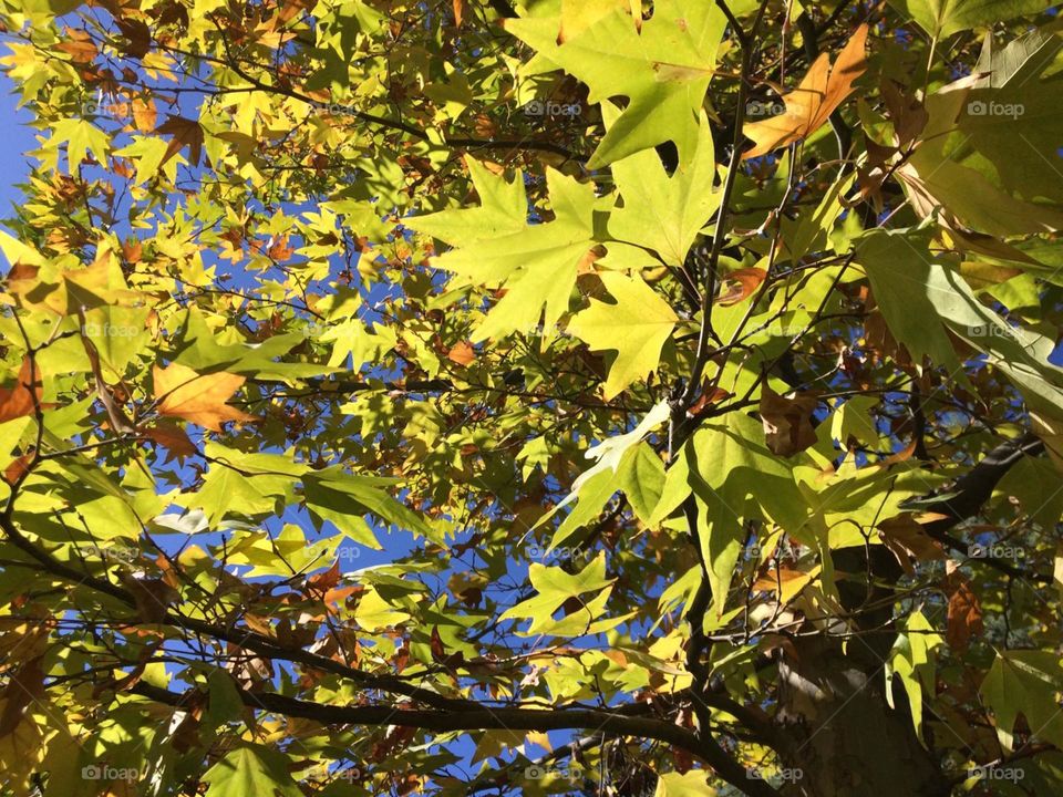 Leaf, Fall, Tree, Nature, Season
