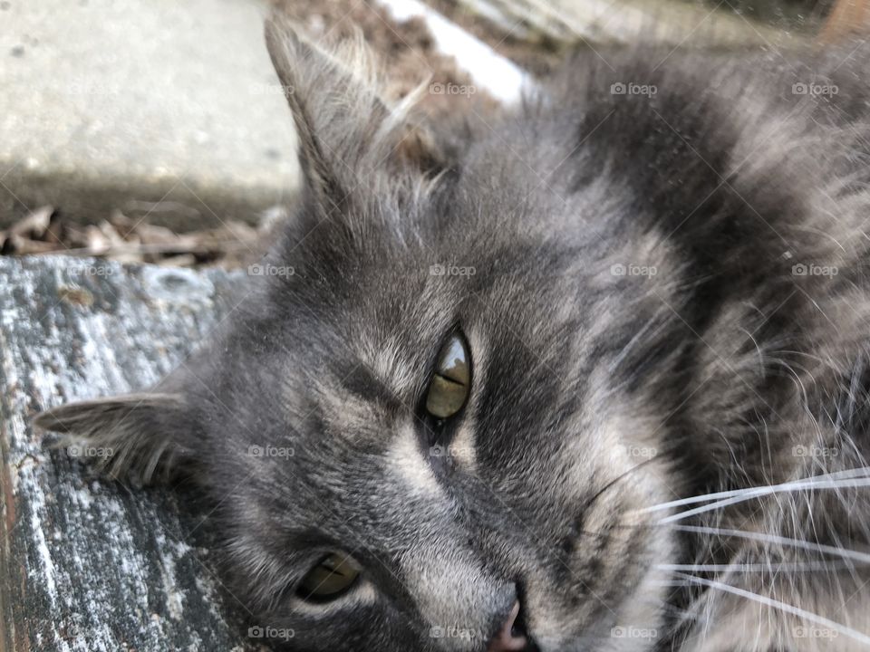 Cute gray kitty doing kitty things