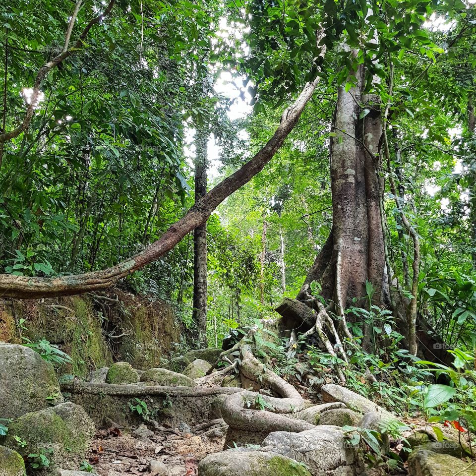 Scenic view of rain forest in Thailand