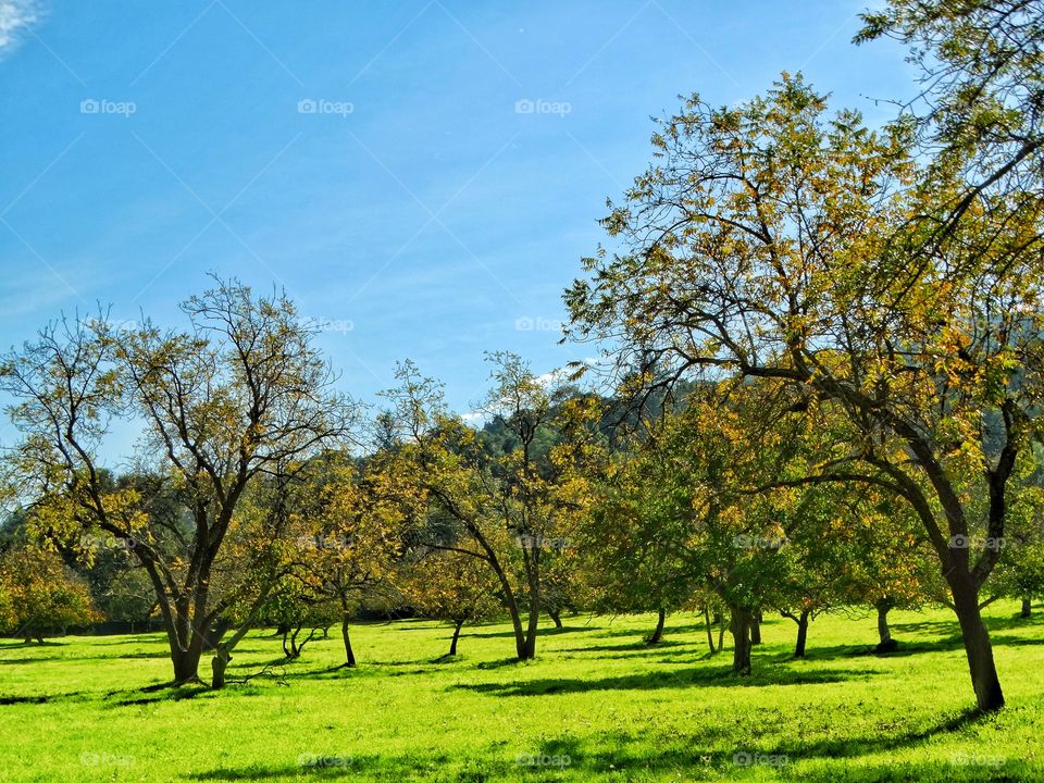 Grove Of Trees In Autumn