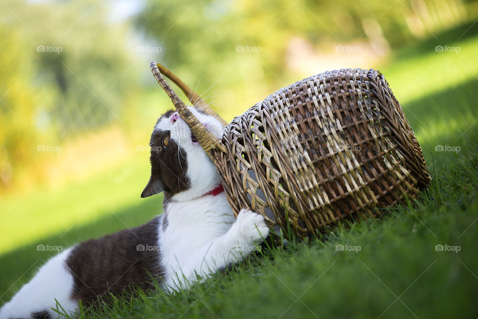 British shorthair cat