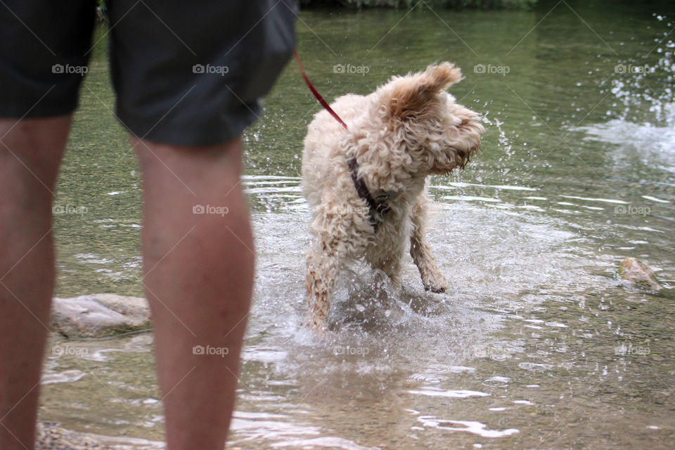 Summer pets