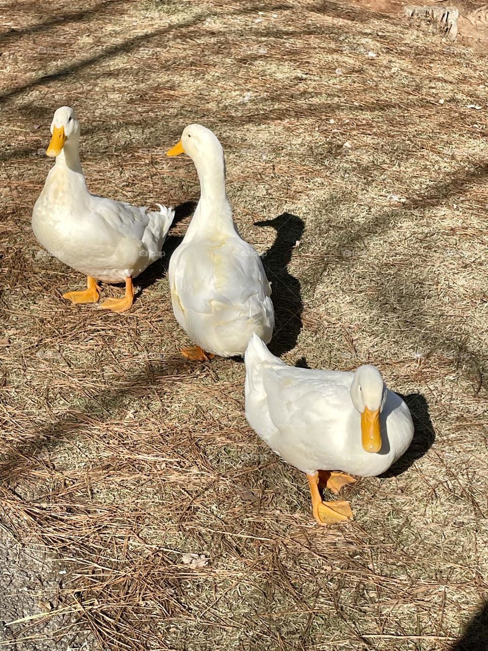 Three white ducks with bright orange bills and legs waddle around, searching the ground for food. Their vibrant colors stand out against the surroundings as they curiously explore their surroundings in their quest for a meal.