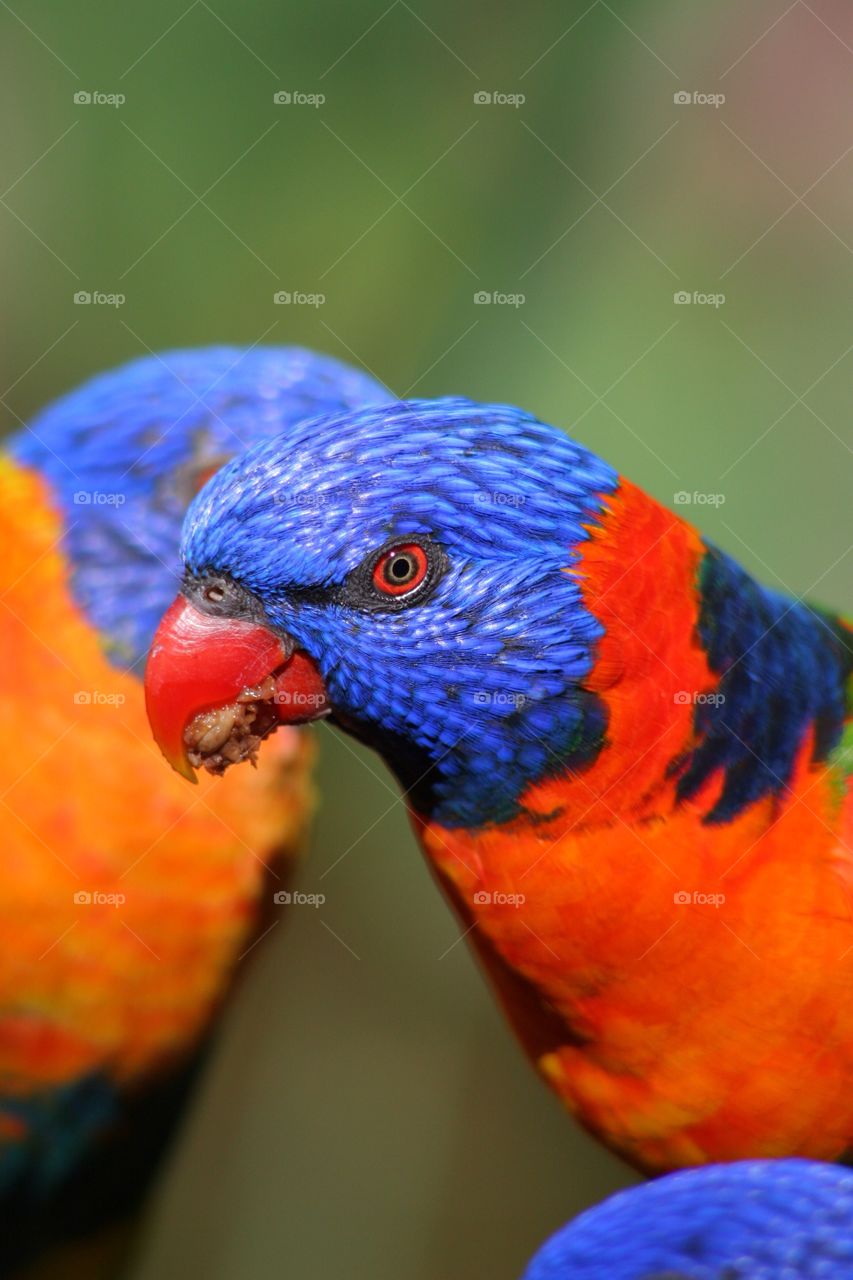 Rainbow lorikeets