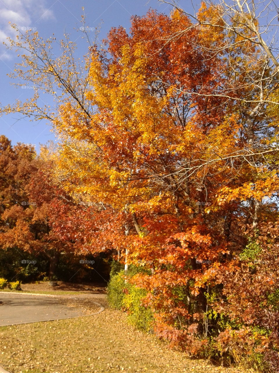 Fall, Leaf, Tree, Season, Nature