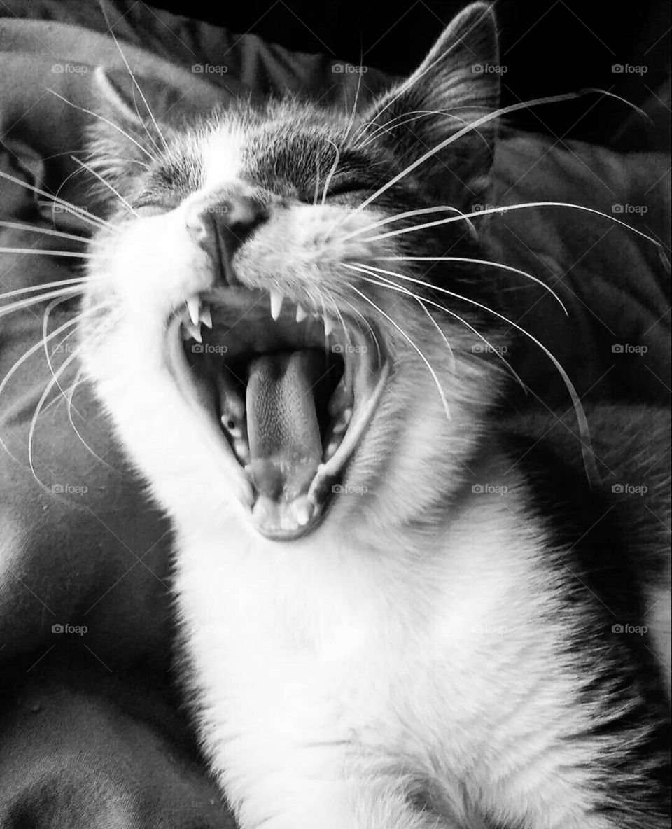 breathtaking cat yawning.
