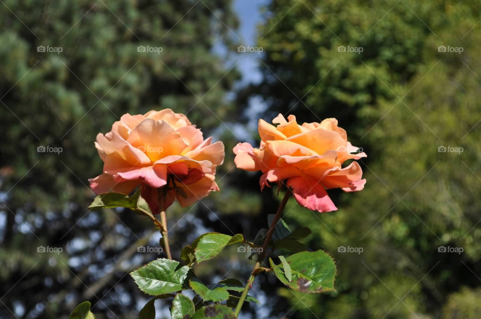 plants nature orange roses by micheled312