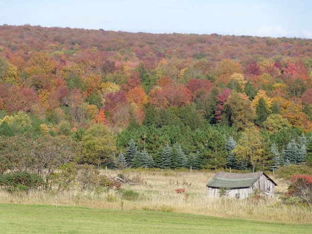 Colorful trees and shack