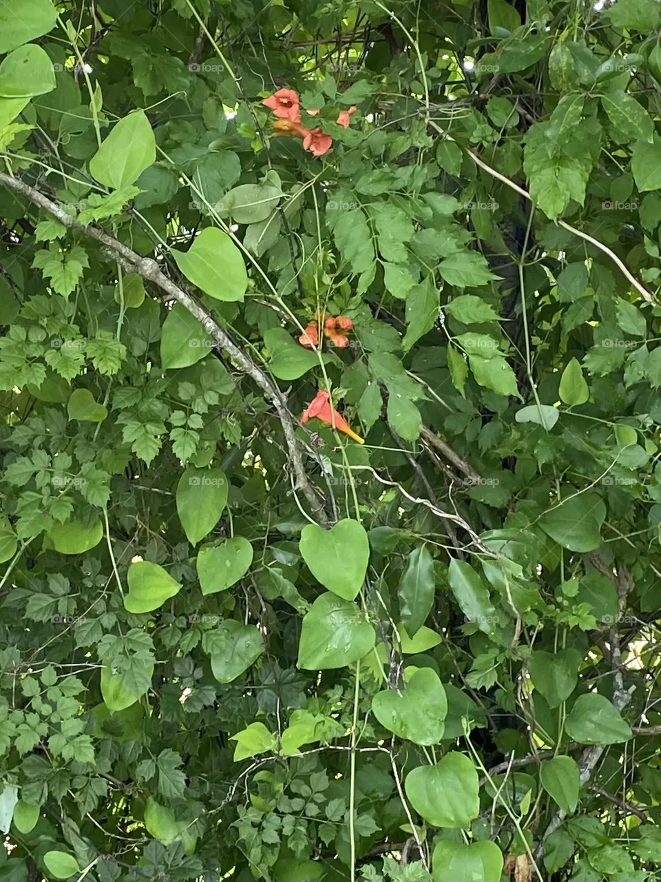 Beauty on the leaves 