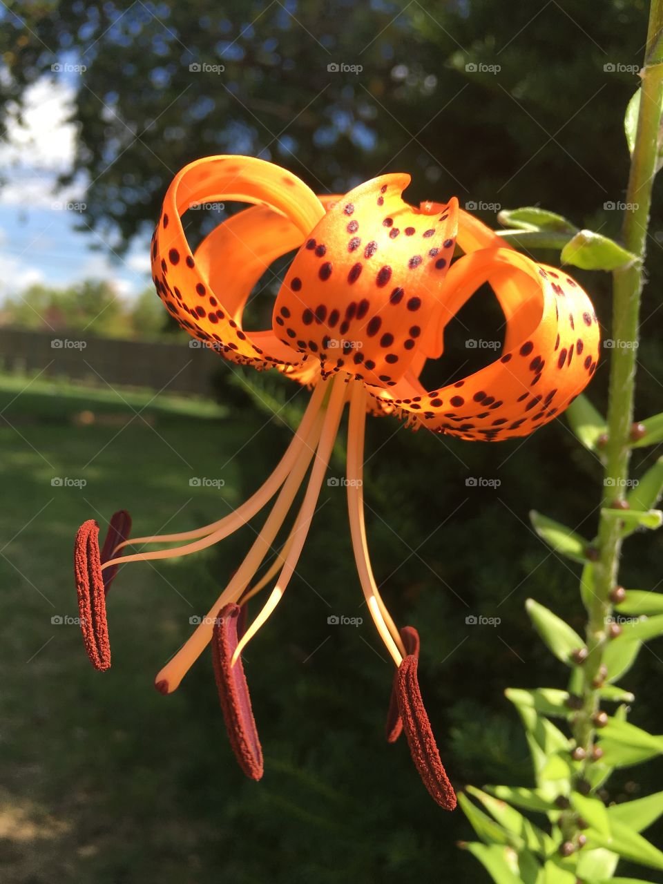 Unique vibrant orange flower