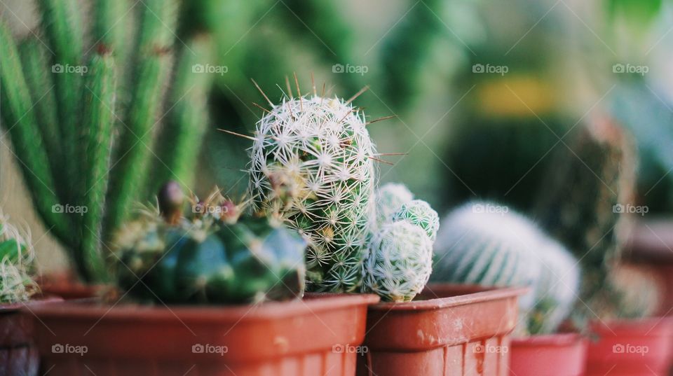 Cactus