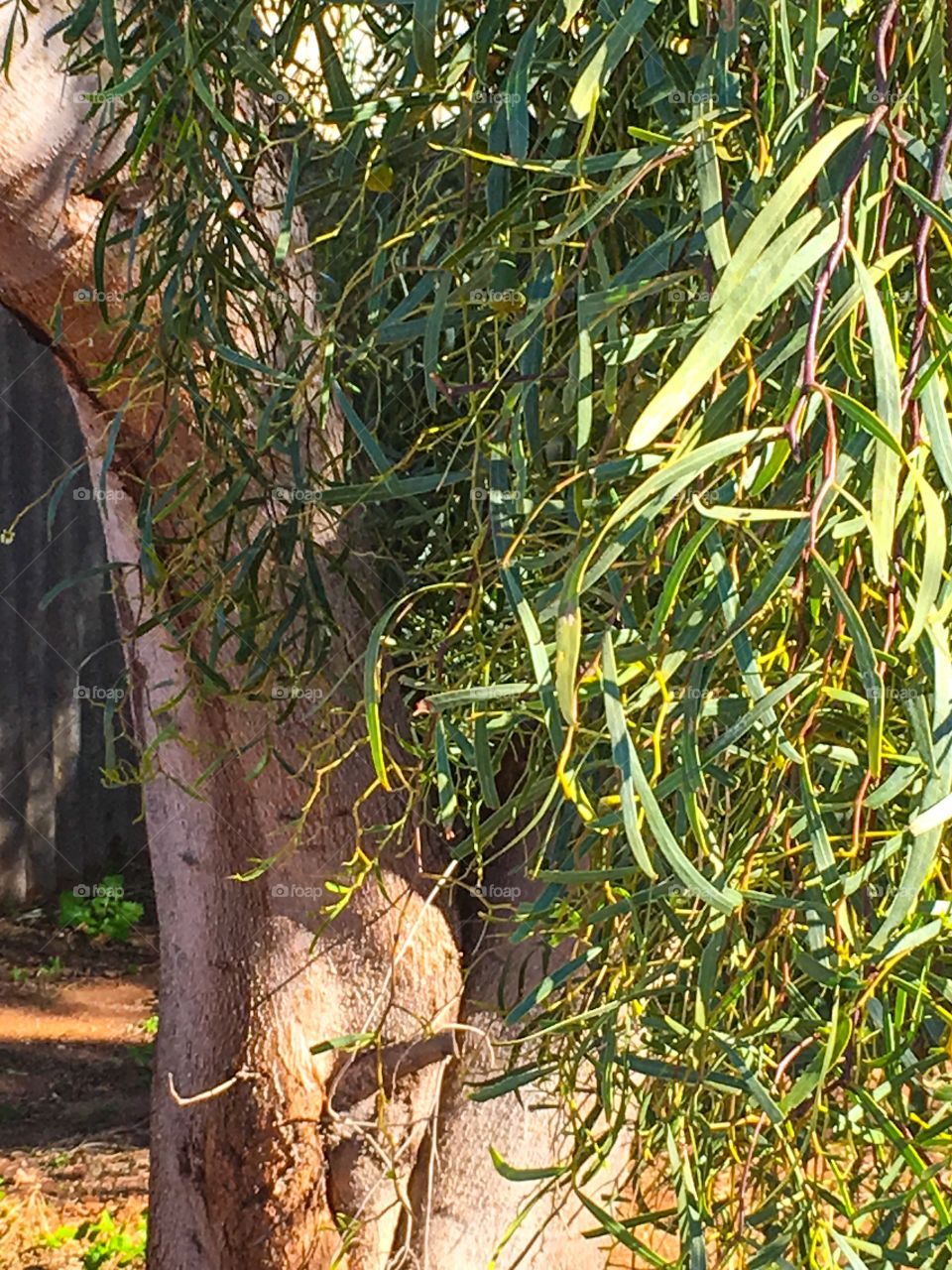 Eucalyptus tree, one of many varieties 