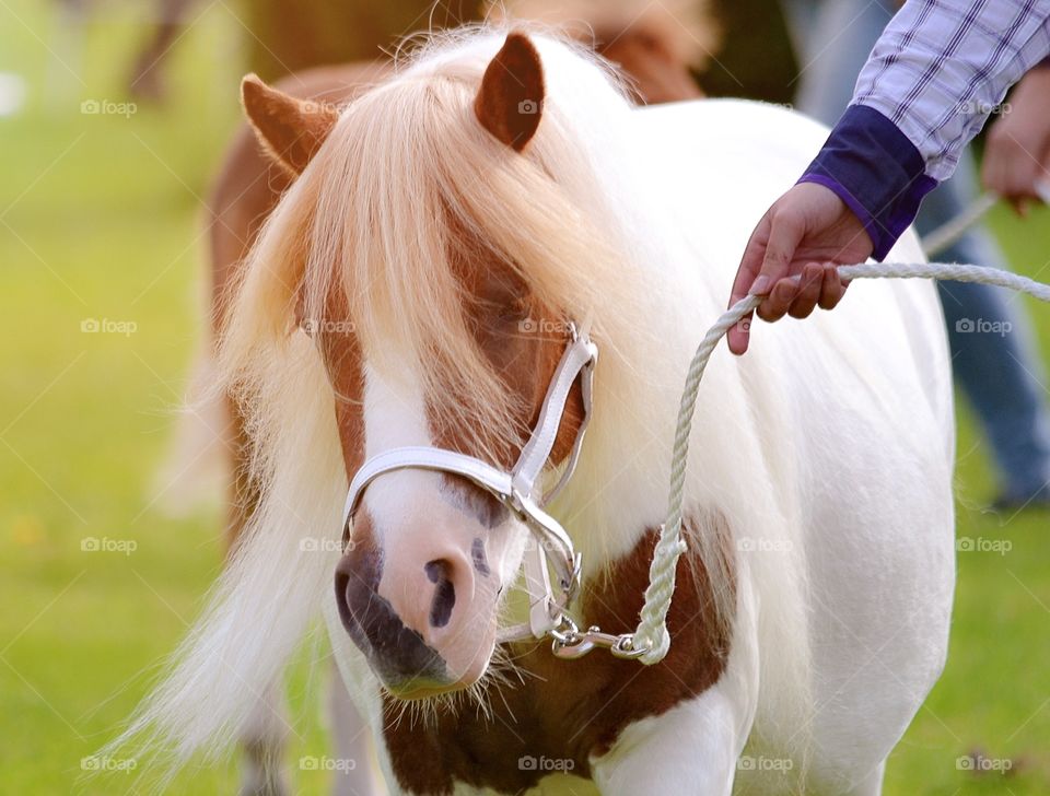 Beautiful pony