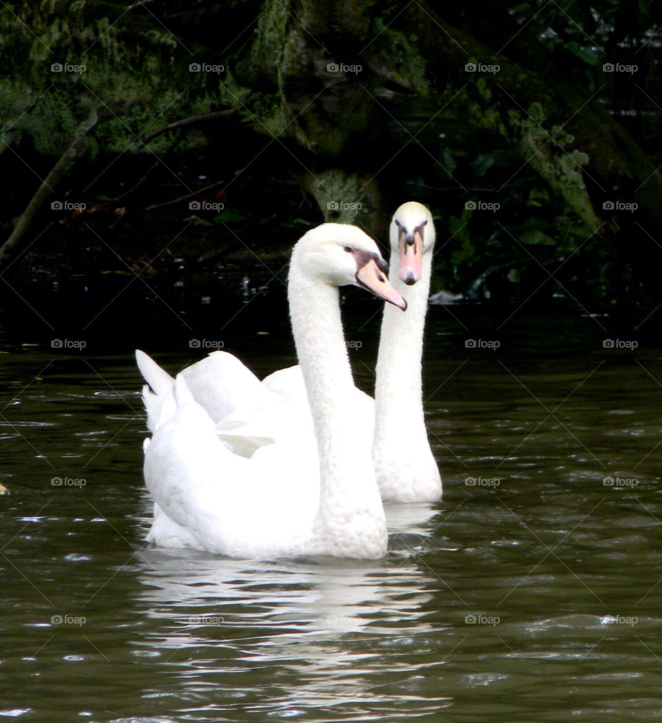 Swans