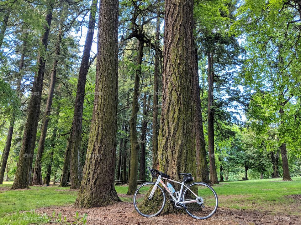 bike in the trees
