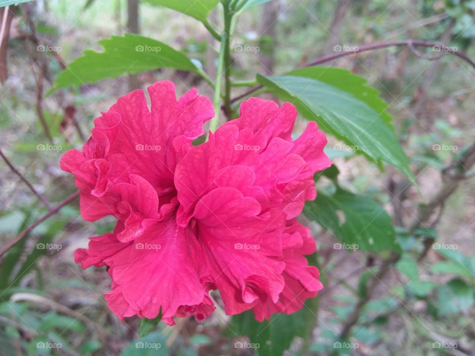 red wada flower