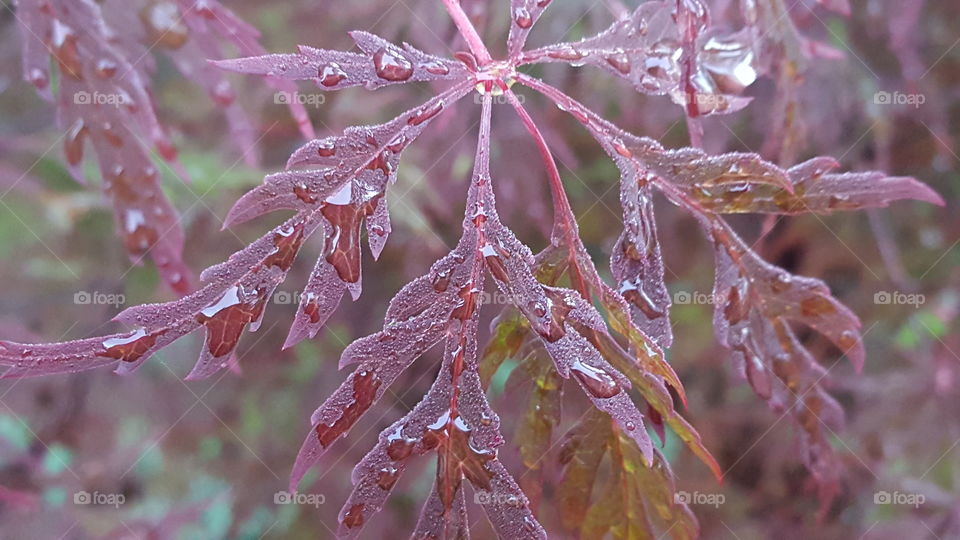 Rainy maple leaf