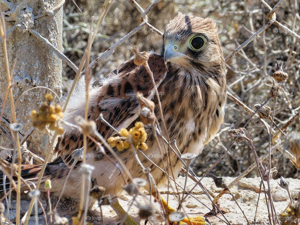 Eleonara’s Falcon - young  Milos Greece