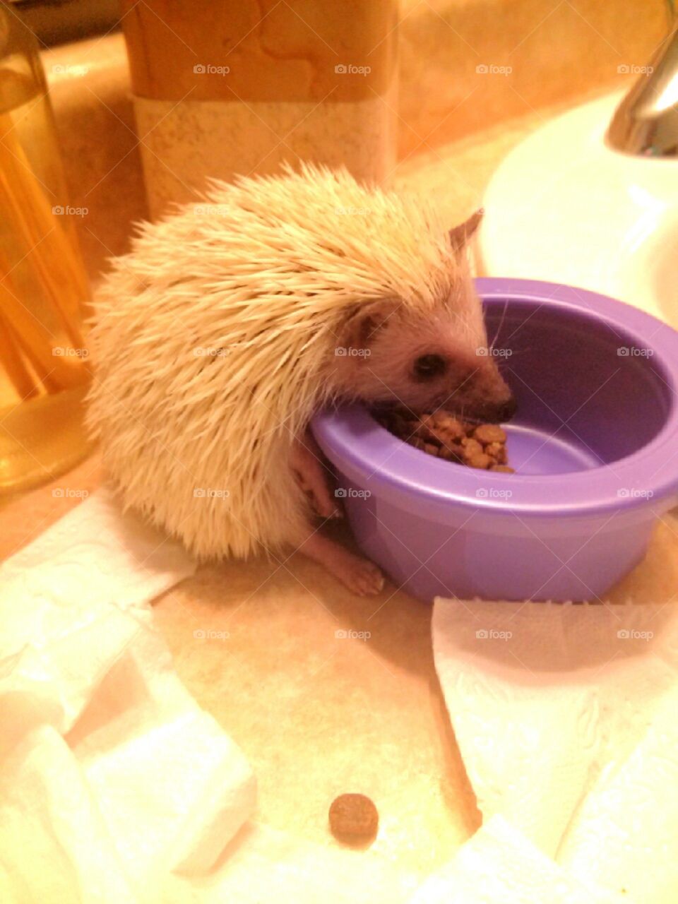 Baby Hedgehog Eating. This is my little silver hedgehog, Pika. She is trying to eat, but is too small to reach over the bowl. So she just kind of.. sat there, and waited for me to help haha.
