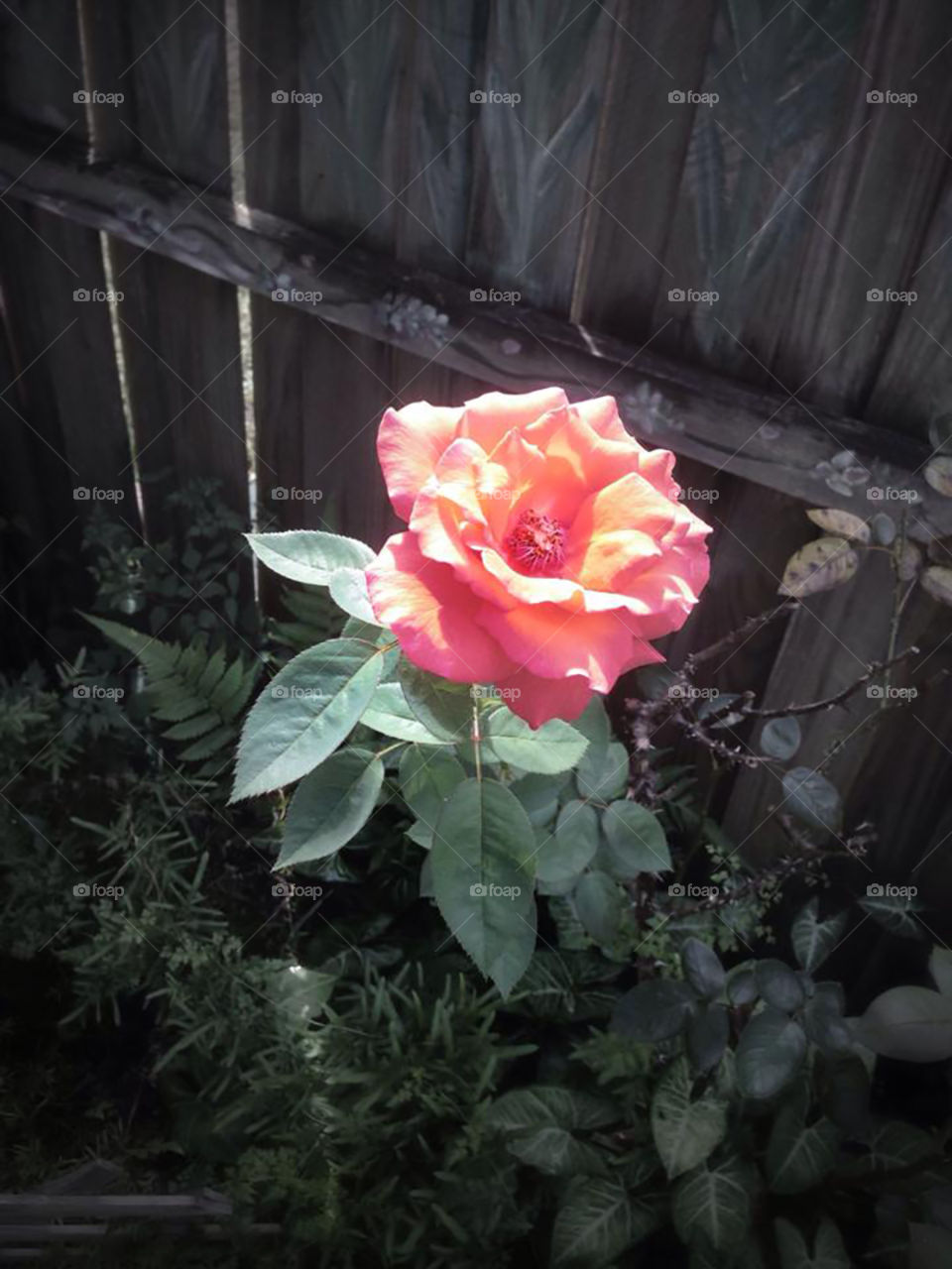 Rose in back yard near fence. Full bloom, pink. Edited 