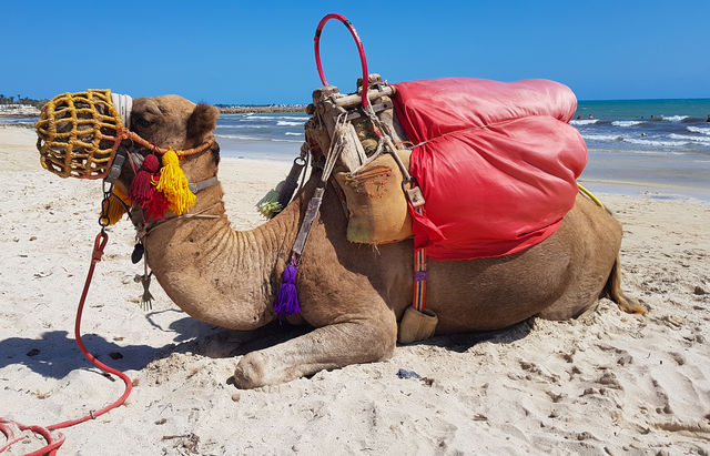 colors Camel
