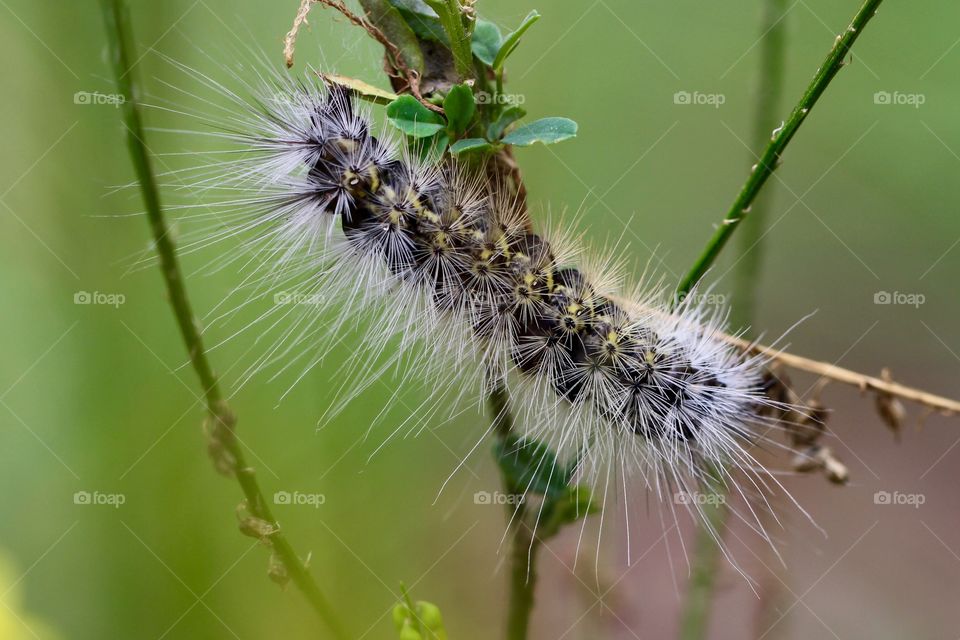 Fuzzy Caterpillar on Branch