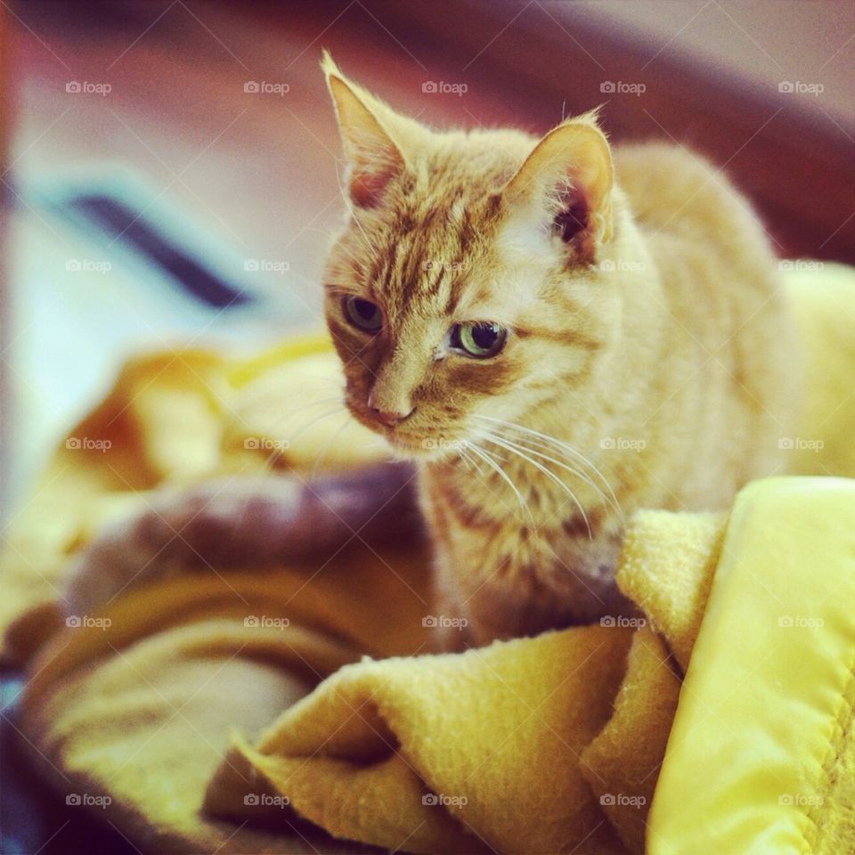 Orange kitty cat