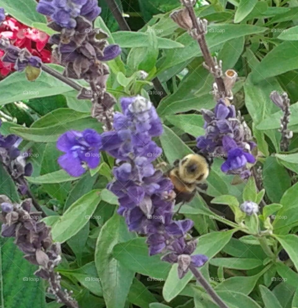 Flora, Flower, Garden, Nature, Leaf