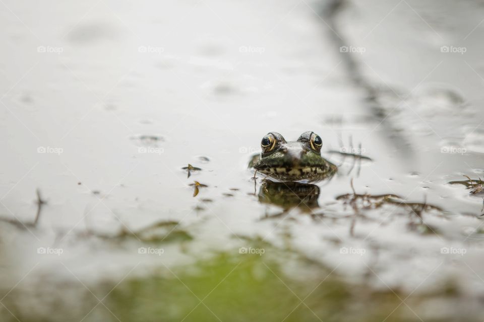 Bull frog hiding mostly under water, taken at the edge of a lake.