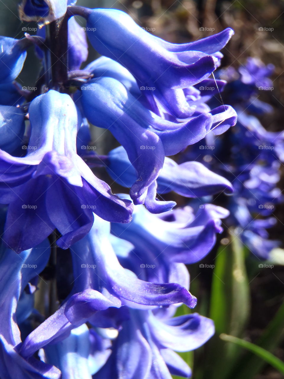 If you could smell through pic