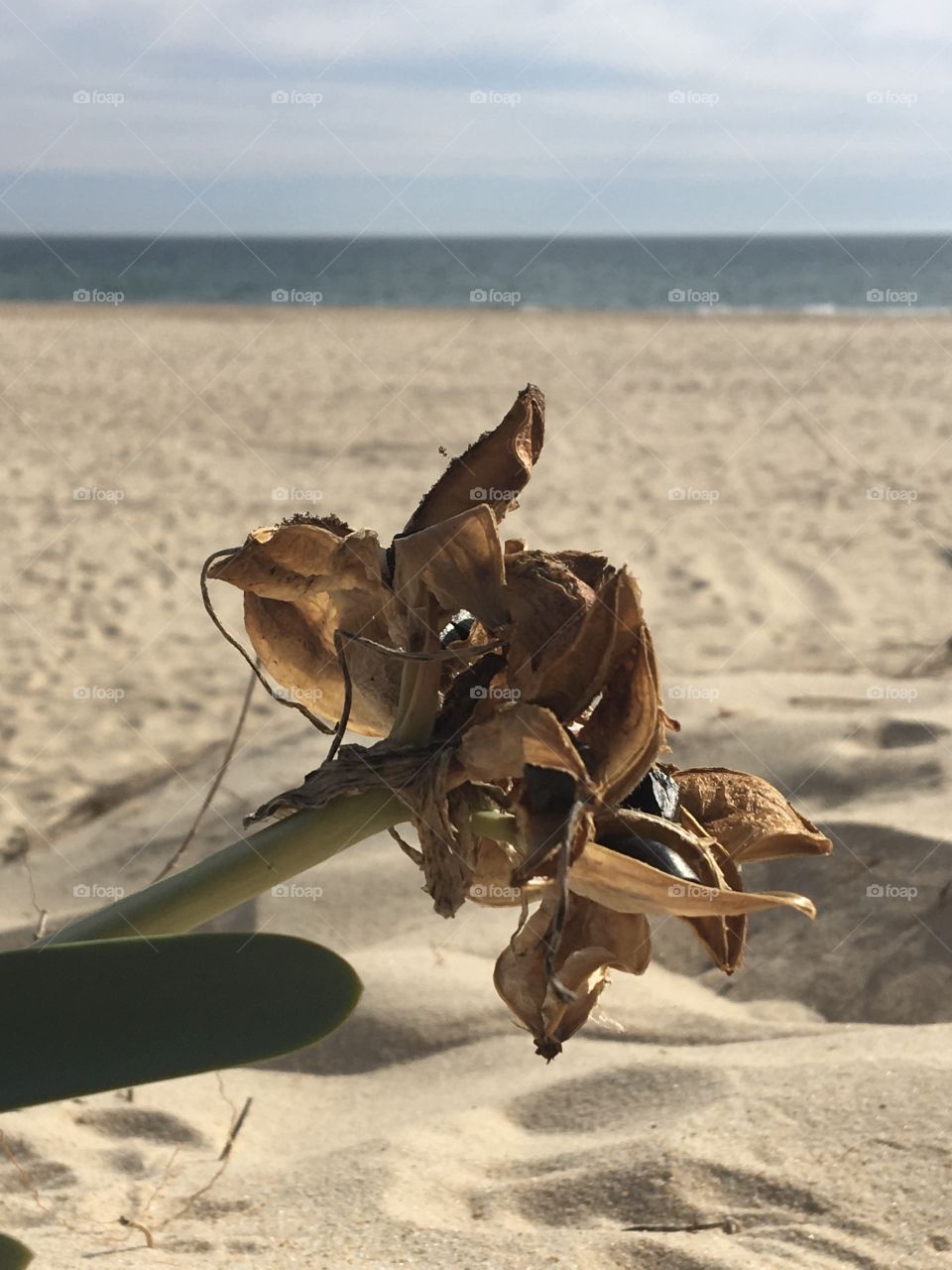 Dry flower on sand dune along seashore 