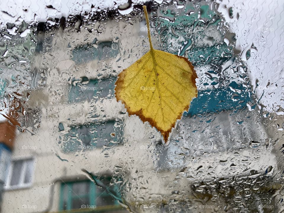 yellow birch leaf stuck to glass wet from rain
