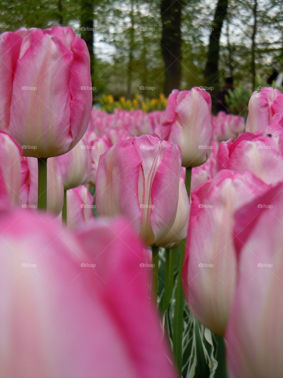 Pink tulips 