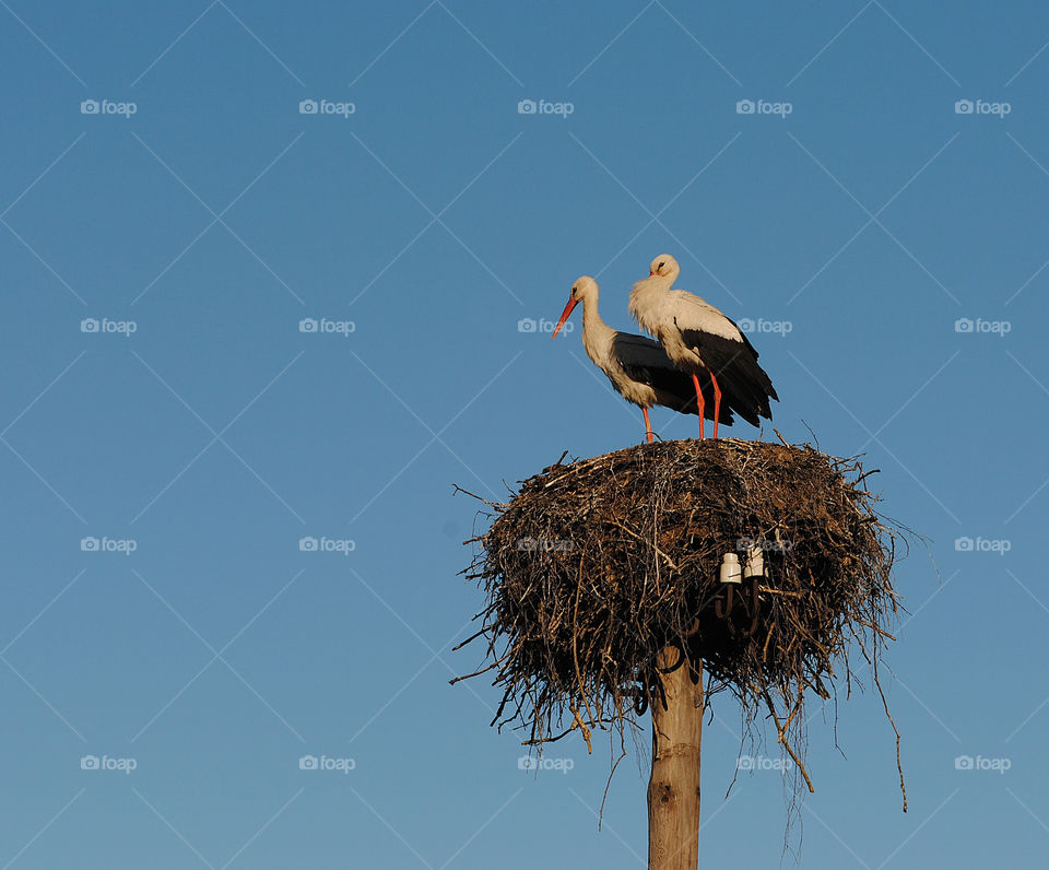 Two birds storks in nest on a blue sky background