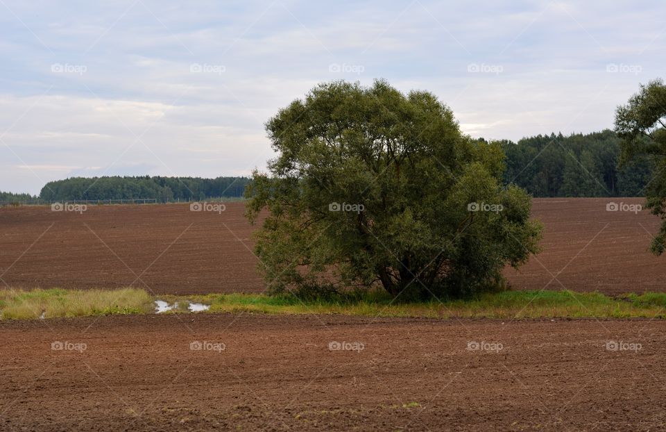 autumn rural landscape earth love and forest trees