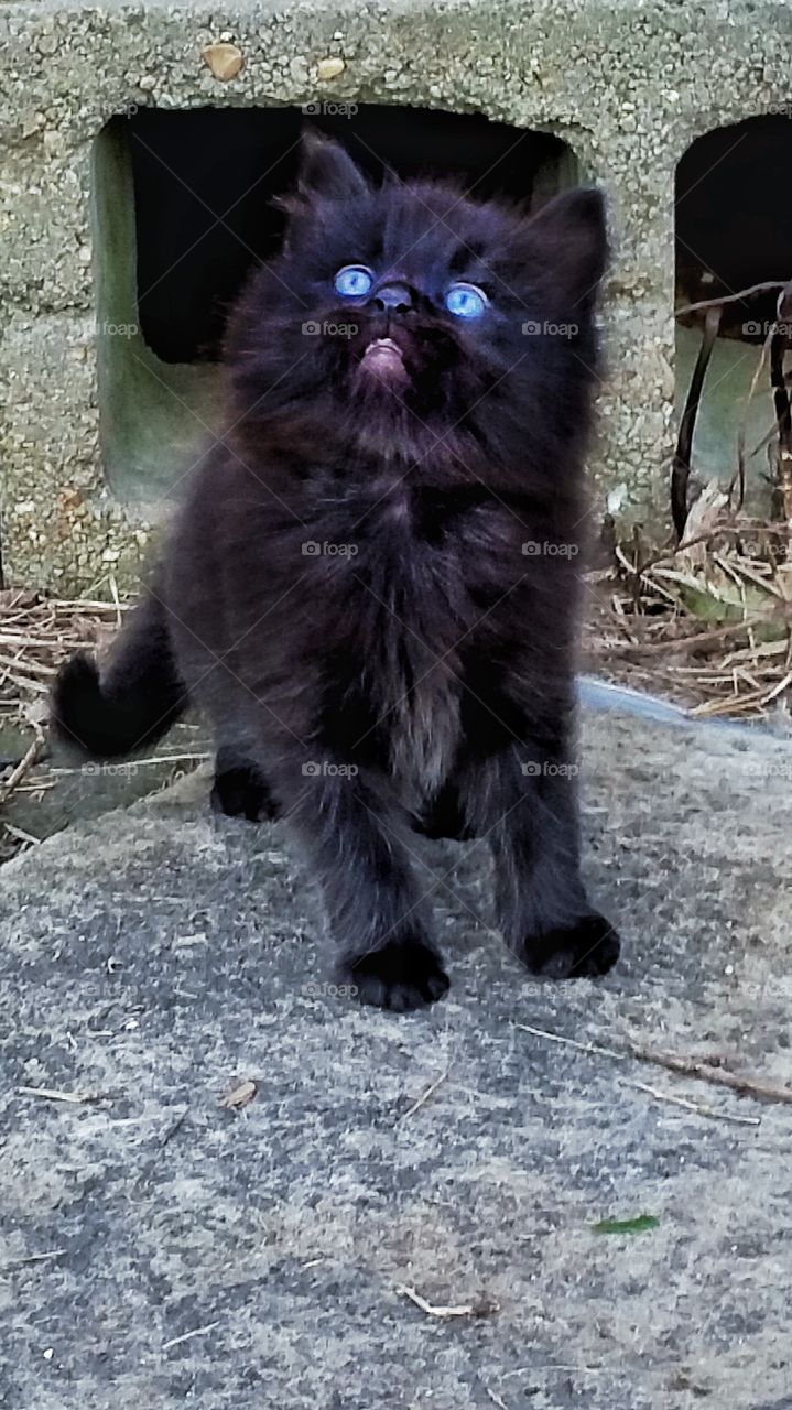 black kitten