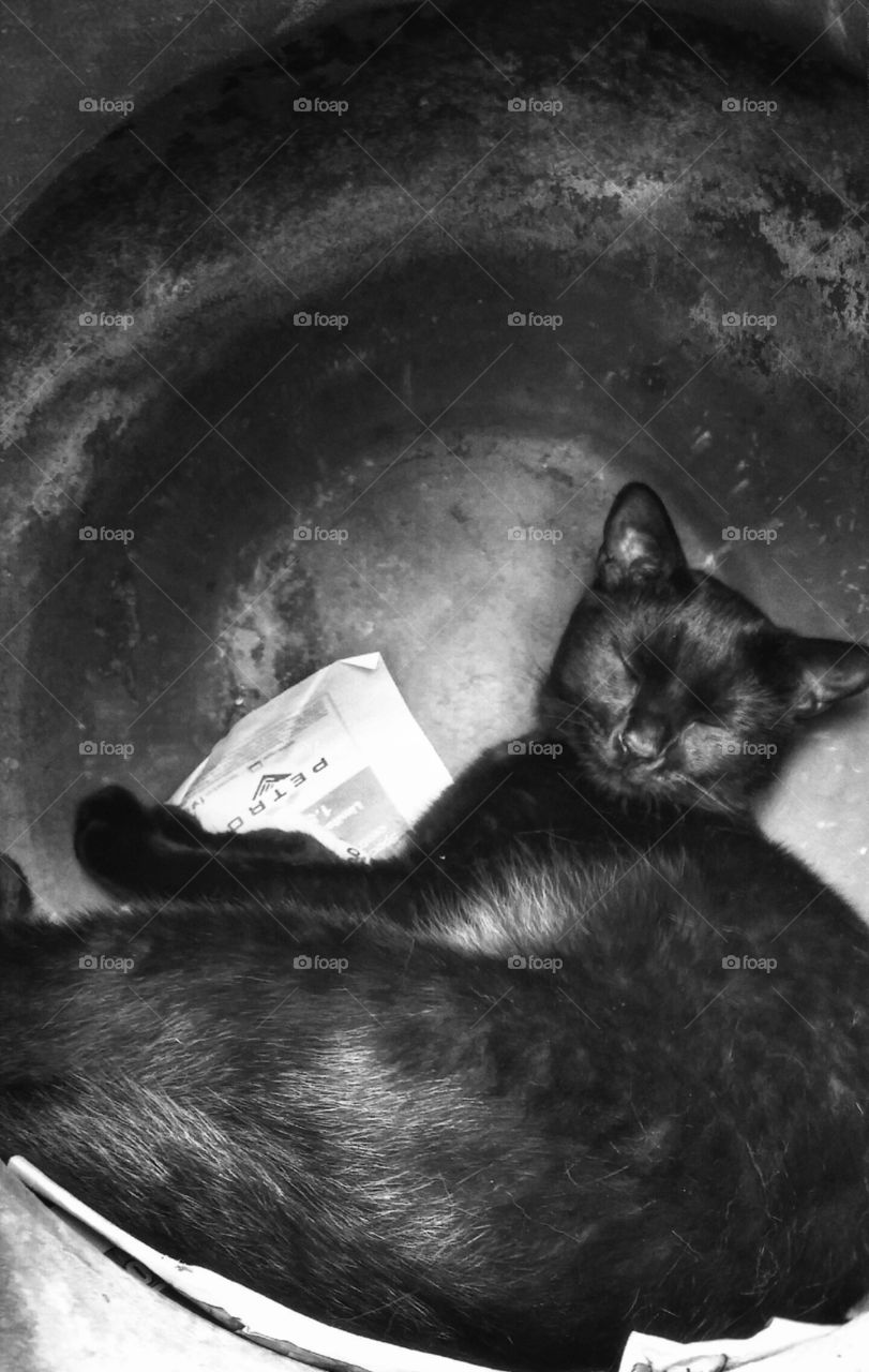 Sammy sleeping in the pottery pot
