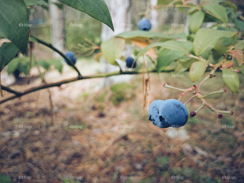 Big, juicy berries - blueberries!