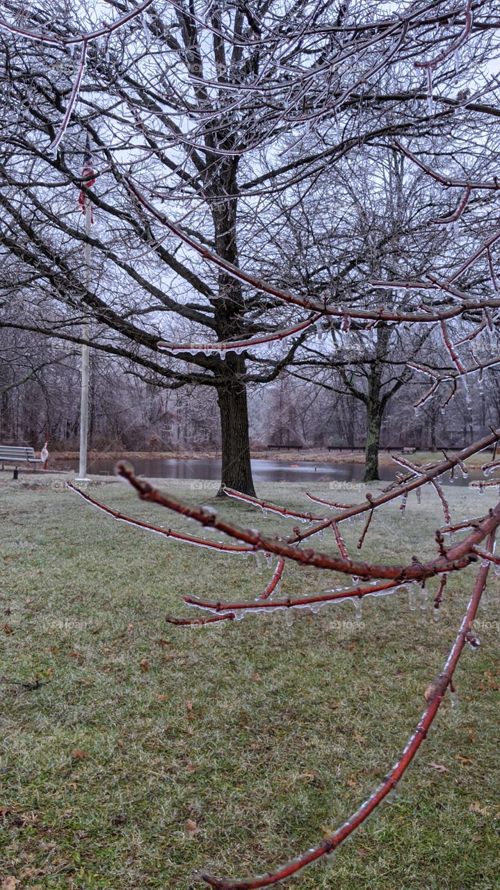 Frozen trees and the ravages of Winter