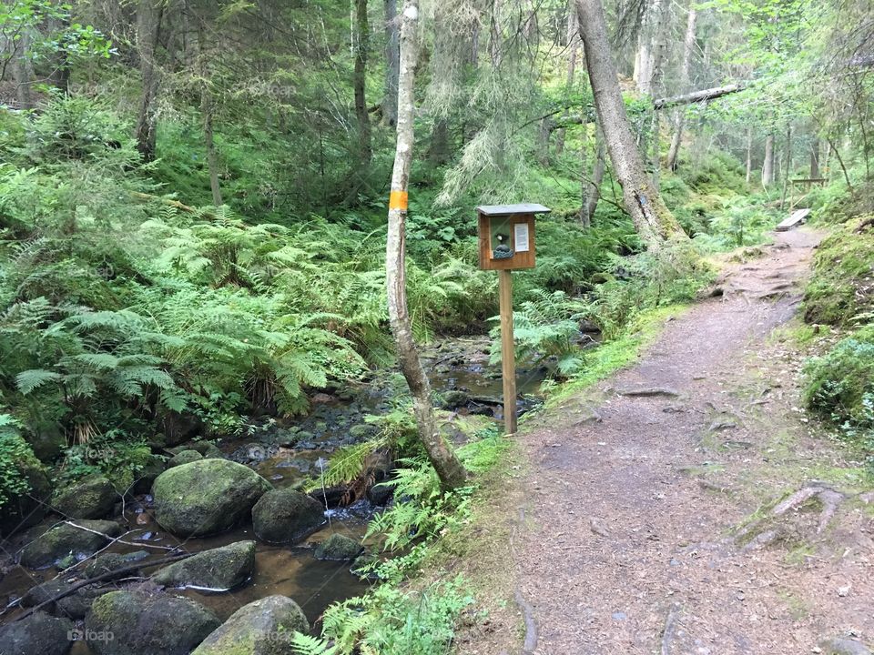 Getåravinen Nature Reserve, Kolmarden, Sweden