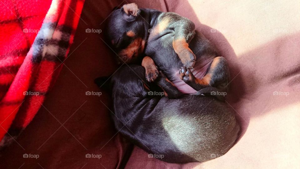 Cute Puppies taking a nap in the sunlight, South Africa