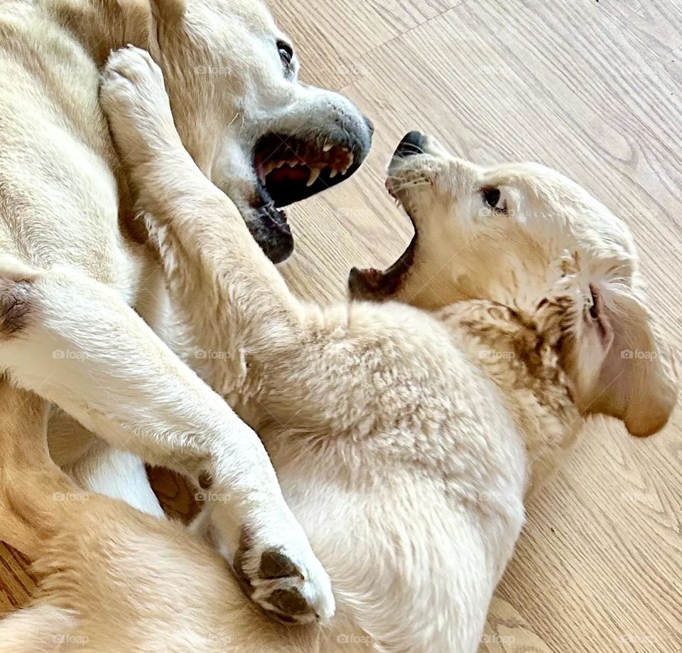 A puppy and an adult dog playing, puppy looks so ferocious 