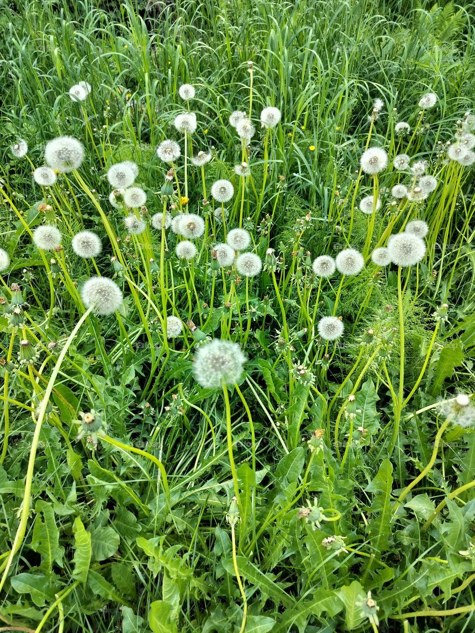 dandelion