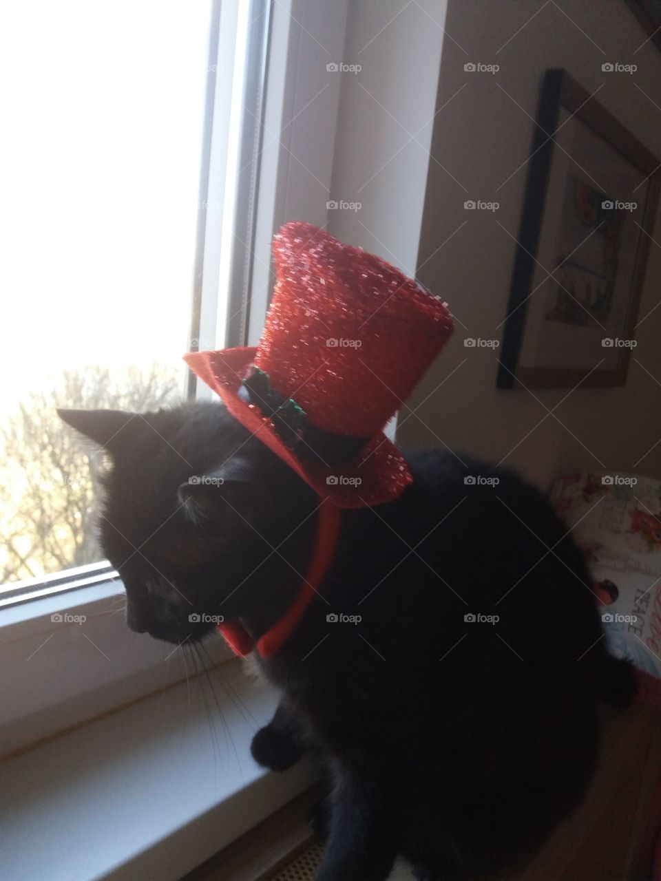 Black cat with a red hat