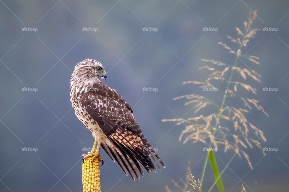 A red/shouldered hawk perches on a corncob. 
