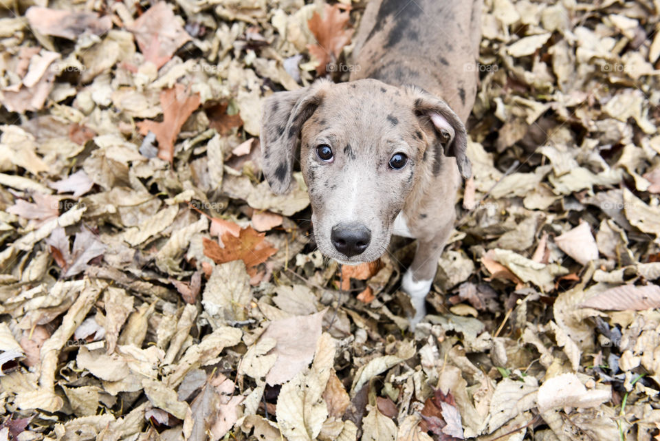 Monochromatic image of a mixed breed puppy standing in a pile of fall leaves outdoors