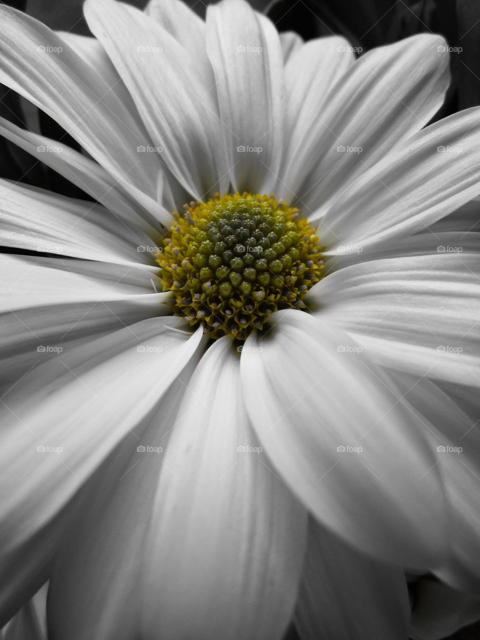 A macro closeup of a beautiful white Daisey flower with a yellow green center. 