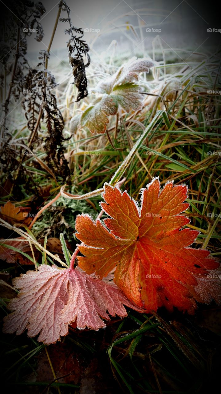 frosty autumnleaves
