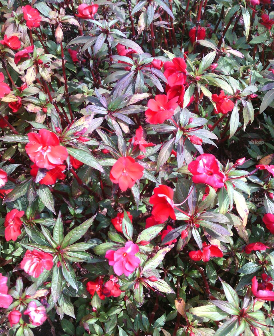 Red flowers